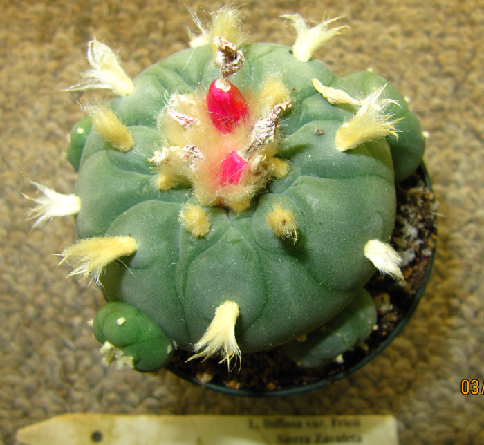 Lophophora Diffusa var. fricii from Sierra Zavaleta showing seed pods